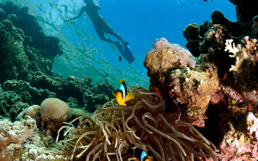 Mengeksplorasi Pesona Alam Bawah Air Indonesia: Snorkeling dan Diving di Spot Terbaik