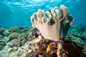 Tempat wisata indonesia Bunaken