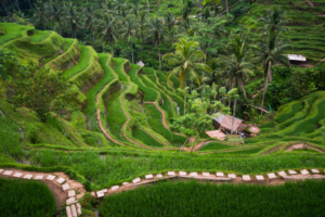 Tempat wisata Indonesia Ubud