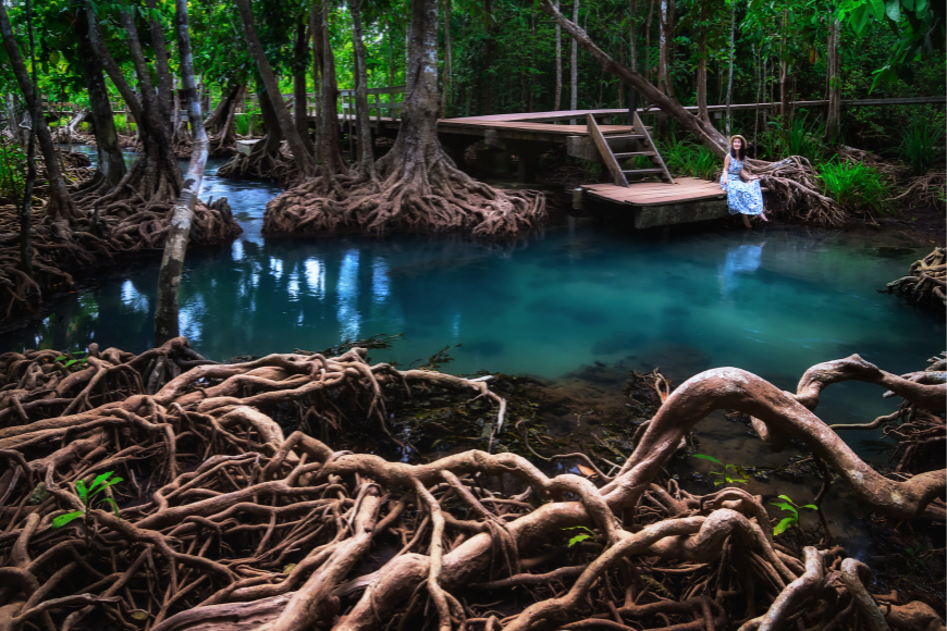 Sensasi Camping Unik: 7 Destinasi Camping Di Hutan Bakau Pilihan Traveler